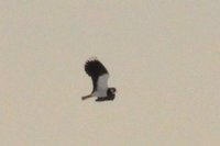 Northern Lapwing (Vanellus vanellus)