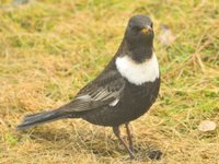 Ringtrost (Turdus torquatus)