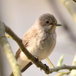 Spotted Flycatcher (Muscicapa striata)