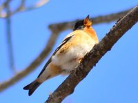 Brambling (Fringilla montifringilla)