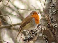 Rødstrupe (Erithacus rubecula)