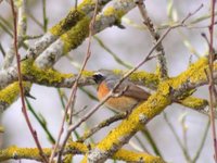 Common Redstart (Phoenicurus phoenicurus)