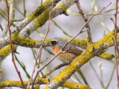 Common Redstart (Phoenicurus phoenicurus)