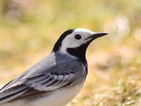 White Wagtail (Motacilla alba)