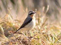 Steinskvett (Oenanthe oenanthe)