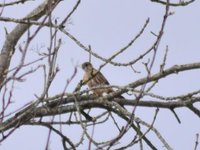 Merlin (Falco columbarius)