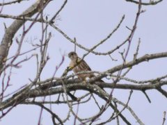 Dvergfalk (Falco columbarius)