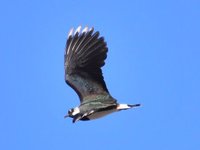 Northern Lapwing (Vanellus vanellus)