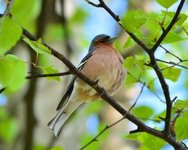 Bokfink (Fringilla coelebs)