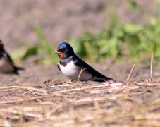 Låvesvale (Hirundo rustica)