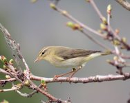 Willow Warbler (Phylloscopus trochilus)