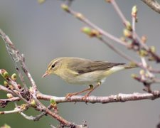 Løvsanger (Phylloscopus trochilus)