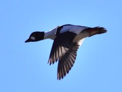 Kvinand (Bucephala clangula)