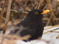 Svarttrost (Turdus merula)