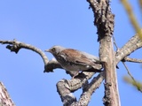 Gråtrost (Turdus pilaris)