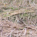 Sanglerke (Alauda arvensis)