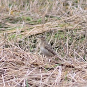 Skylark (Alauda arvensis)