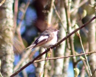 Svarthvit fluesnapper (Ficedula hypoleuca)