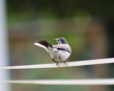 White Wagtail (Motacilla alba)