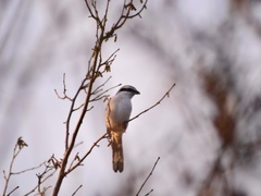 Great Grey Shrike (Lanius excubitor)