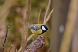 Kjøttmeis (Parus major)