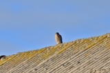 Spurvehauk (Accipiter nisus)