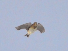 Skylark (Alauda arvensis)