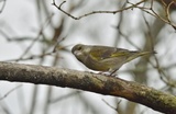 Grønnfink (Carduelis chloris)