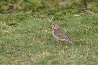 Song Thrush (Turdus philomelos)