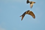 Spurvehauk (Accipiter nisus)