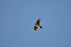 Skylark (Alauda arvensis)