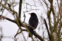 Svarttrost (Turdus merula)