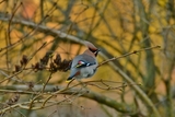 Sidensvans (Bombycilla garrulus)