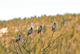 Sidensvans (Bombycilla garrulus)