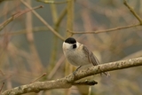 Løvmeis (Poecile palustris)