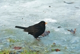 Svarttrost (Turdus merula)