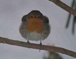 Rødstrupe (Erithacus rubecula)