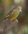 Grønnfink (Carduelis chloris)