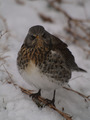 Gråtrost (Turdus pilaris)