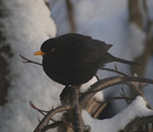 Svarttrost (Turdus merula)