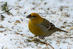 Pine Grosbeak (Pinicola enucleator)