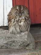 Tawny Owl (Strix aluco)