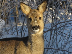 Roe Deer (Capreolus capreolus)