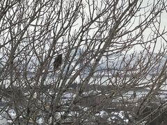 Spurvehauk (Accipiter nisus)