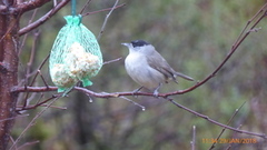 Blackcap (Sylvia atricapilla)