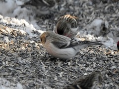 Arctic Redpoll (Acanthis hornemanni)