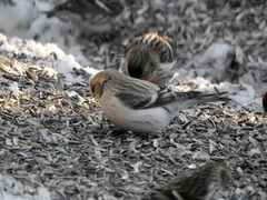 Polarsisik (Carduelis hornemanni)