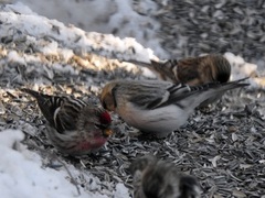 Arctic Redpoll (Acanthis hornemanni)
