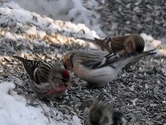 Polarsisik (Carduelis hornemanni)