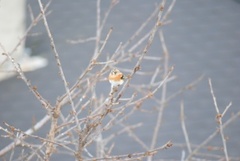 Bjørkefink (Fringilla montifringilla)